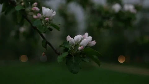 Rainy day in spring park. Video stock 169180469