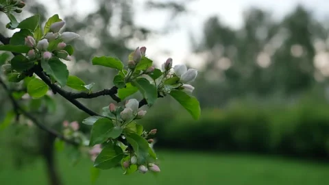 Rainy day in spring park. Video stock 169180556