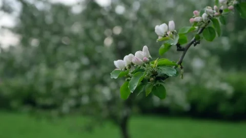 Rainy day in spring park. Stock-Footage 169180613