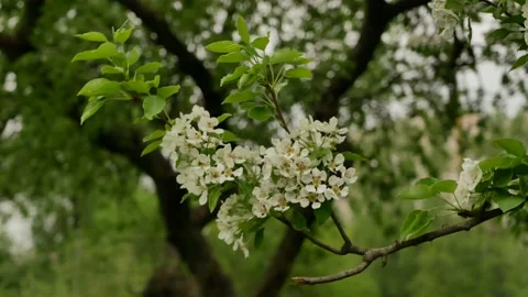 Rainy day in spring park. Stock Footage 169180807