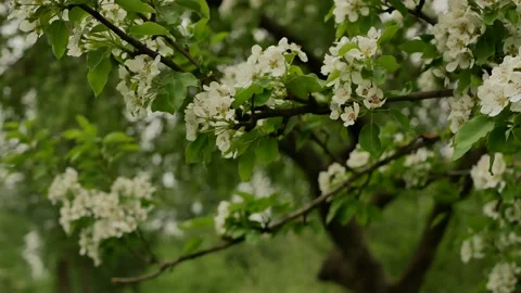 Rainy day in spring park. Stock-Footage 169180879