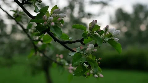 Rainy day in spring park. Stock-Footage 169180955