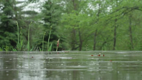 Rainy Day, Springtime in the Country, Raindrops and Green Growth Stock Footage 308821366