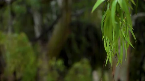 Rainy Day At Summer Time Video stock 143795530