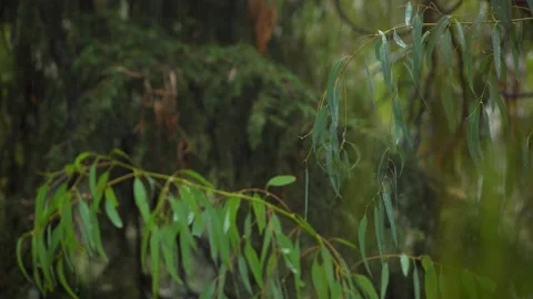 Rainy Day At Summer Time Stock-Footage 143894550