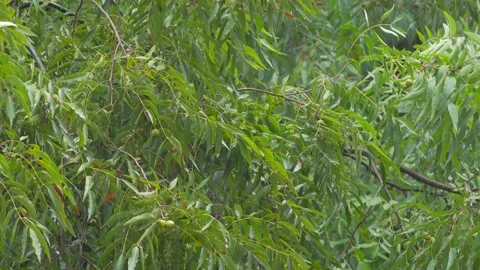 Rainy Day At Summer Time Stock-Footage 143894778