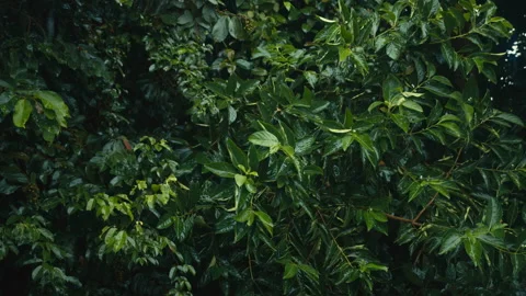 Rainy day in tropical forest, rainfall in jungle. Water drops falling on leaves Stock Footage 237711238