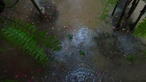 Rainy Day in Tropical. Rain Falling into the Ground. Slow Motion Shot 库存影片 106651230