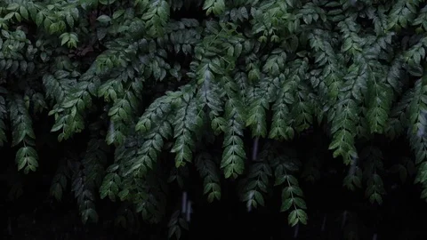 Rainy Day in Tropical. Tree Blowing by Windy. Slow Motion Shot Stock Footage 117183176