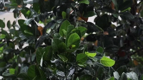 Rainy Day in Tropical. Tree Blowing by Windy. Slow Motion Shot Stock Footage 117183180