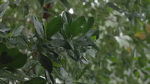 Rainy Day in Tropical. Tree Blowing by Windy. Slow Motion Shot Stock Footage 130048232