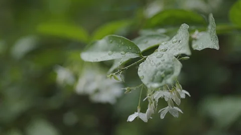 Rainy Day in Tropical. Tree Blowing by Windy. Slow Motion Shot Stock Footage 130048281