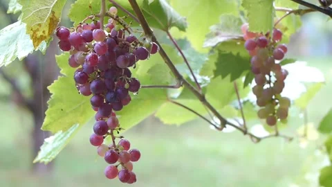 Rainy day in the vineyard-orchard Stock Footage 245156869