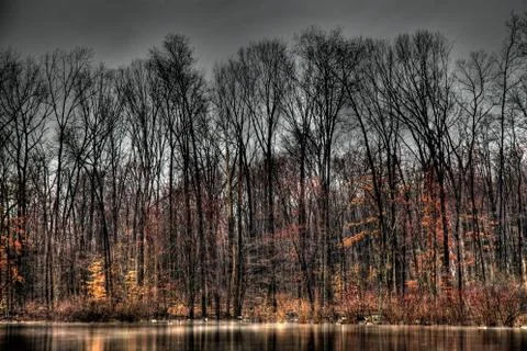 Rainy Day in the Woods Stock Photos