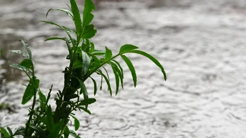 Rainy day in the yard Stock Footage 134678939