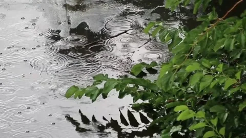 Rainy day in the yard Stock Footage 200922794