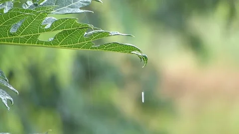Rainy day8 Stock Footage 139558681
