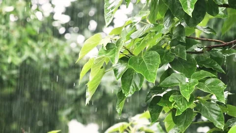 Rainy day_1920x1080 Stock Footage 199178318