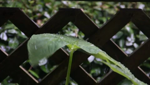 Rainy Days On Leaf 2 Stock Footage 8519197