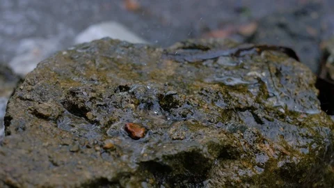 Rainy drop Stock Footage 96205969