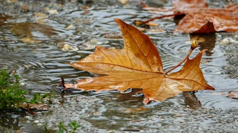 Rainy fall season Stock Footage 68703974