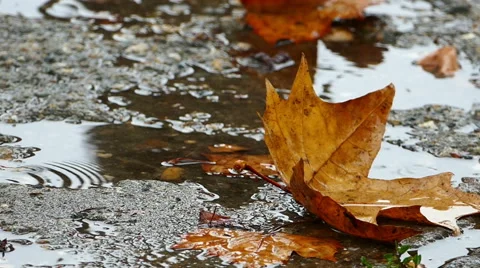 Rainy fall season Stock Footage 68704881