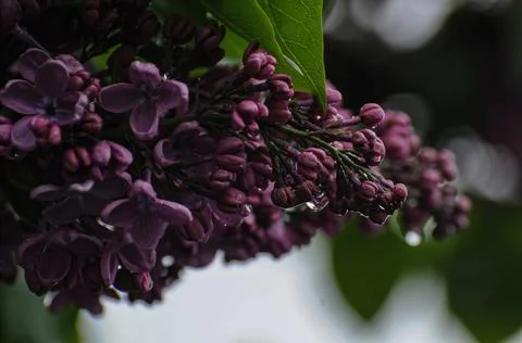 Rainy Flower Stock Photos
