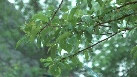 Rainy. Stock Footage 736130