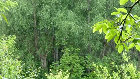 Rainy forest against background of trees and walnut branches with green leaves Stock Footage 314559449