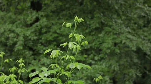 Rainy Forest Close‑Up — Drizzle on Leaves and Underbrush Stock Footage 344513457
