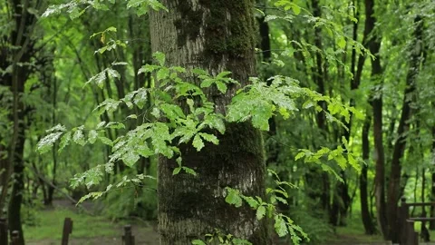 Rainy Forest Close-Up — Wet Leaves Stock Footage 344415056