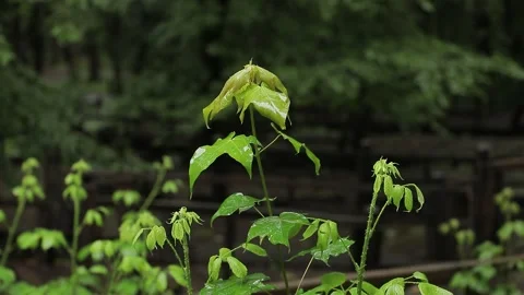Rainy Forest Close‑Up — Wet Leaves &amp; Underbrush Stock Footage 344516431