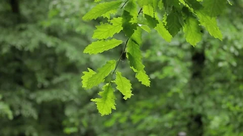 Rainy Forest Close‑Up — Wet Leaves and Underbrush Stock Footage 344535619
