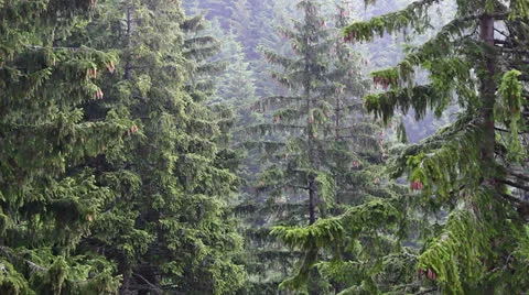 Rainy forest Video stock 26382232