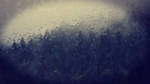 Rainy forest Stock Footage 145185054