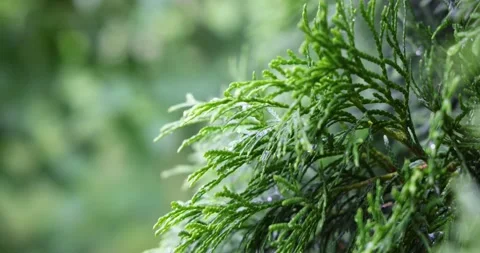Rainy forest, fresh fir tree Video stock 157759854