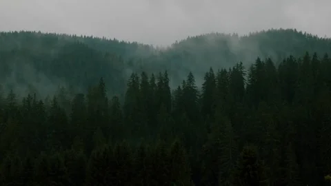 Rainy Forest with Mist Moving Through Trees Under Cloudy Sky – Nature Scene Stock Footage 317507214