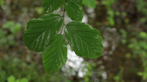 Rainy Forest Pan — Leaves and Puddle Ripples Stock Footage 344798791