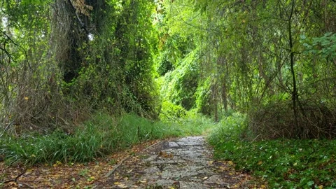 Rainy Forest Path in Lush Green Woods | Relaxing 4K Nature Video Stock Footage 318844139