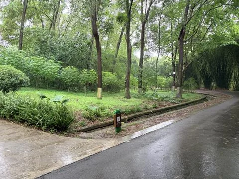 Rainy Forest Path in Lush Green Park Fotos de archivo
