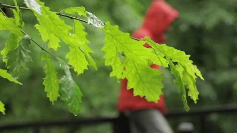 Rainy Forest Path with Man in Red Coat Stock Footage 344296298