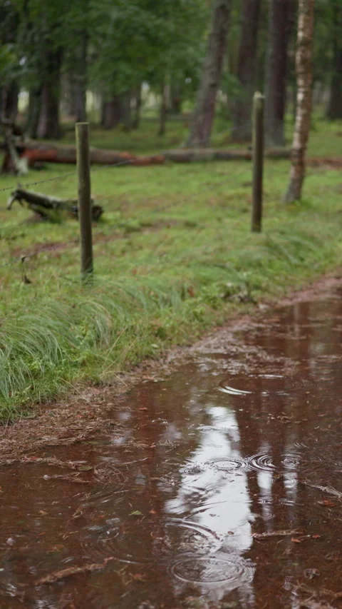 Rainy forest path with muddy puddle, fence post, wire barrier, and fallen logs Stock Footage 344770564