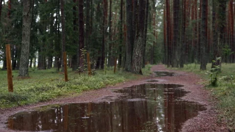 Rainy forest path with puddles beside tall pine trees and rustic fence posts in Stock Footage 344773217