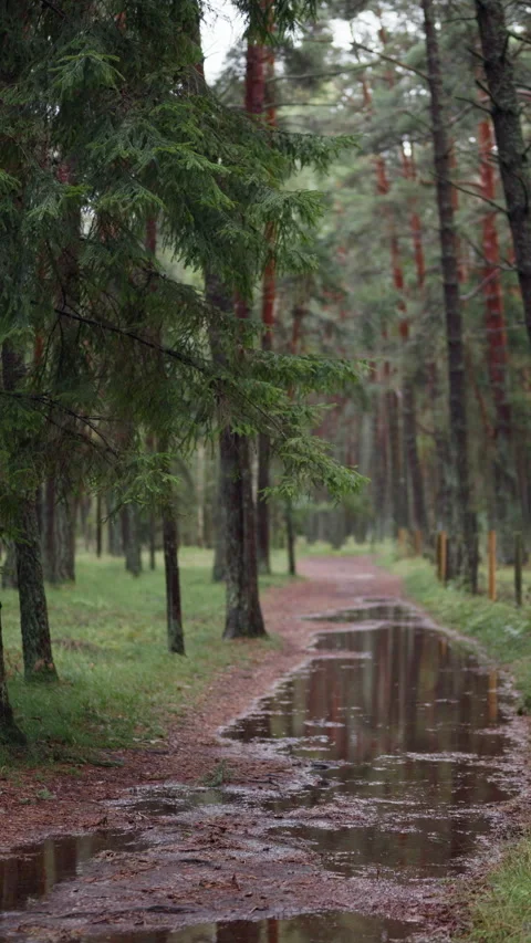 Rainy forest path with puddles, tall pine trees, soft blurred background and Stock Footage 344773661