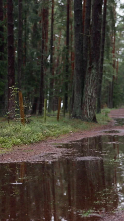 Rainy forest path with shallow puddles, tall evergreen trees, fence posts, and Stock Footage 344773285