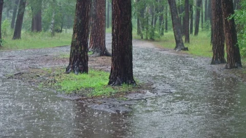 A Rainy Forest Path with Standing Water Creating a Beautiful, Lush Atmosphere Stock Footage 314274392