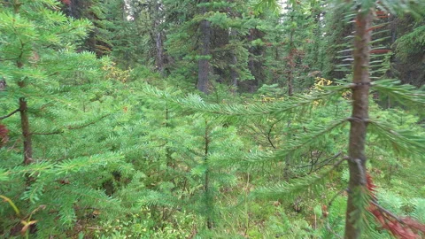 Rainy forest pine tree pull back Stock Footage 251824962