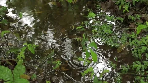 Rainy Forest Puddle — Fixed Frame, Steady Focus Stock Footage 344832210