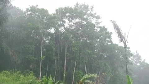 Rainy Forest Scene with Thick Mist and Green Trees Stock Footage 331719414