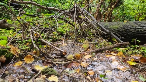 Rainy forest stream flowing under fallen branches after storm Stock Footage 319060685